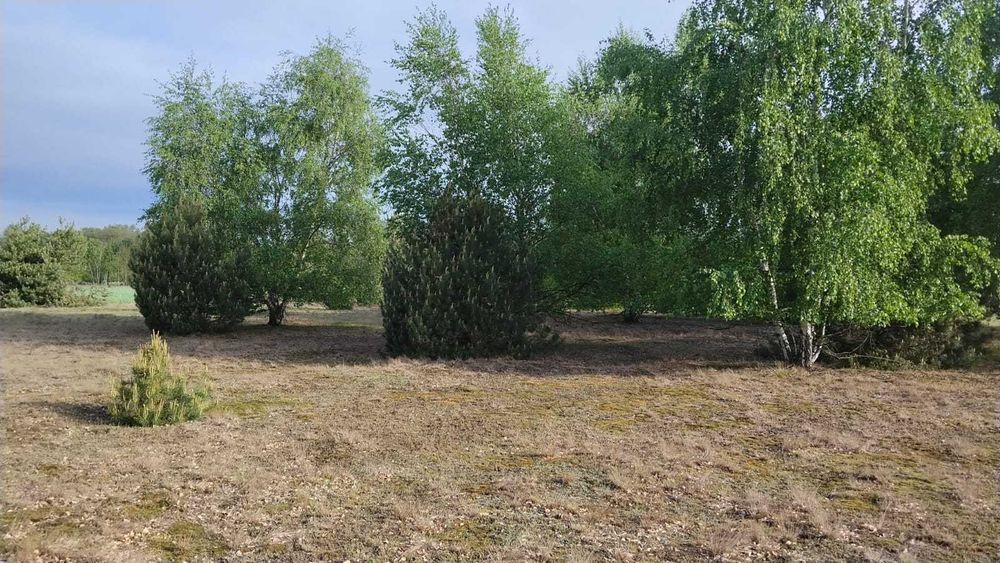 Działka budowlana w Tymianku gmina Koźminek 1100 m² do wyboru 7 z 14 sztuk. Działki budowlane Tymianek Koźminek. Woda, prąd, internet swiatłowodowy - Widok 5
