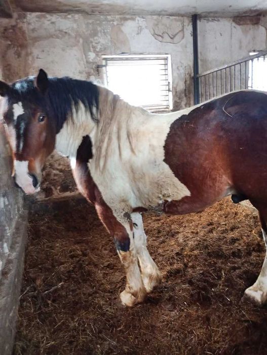 Ogier Zimnokrwisty SROKATY