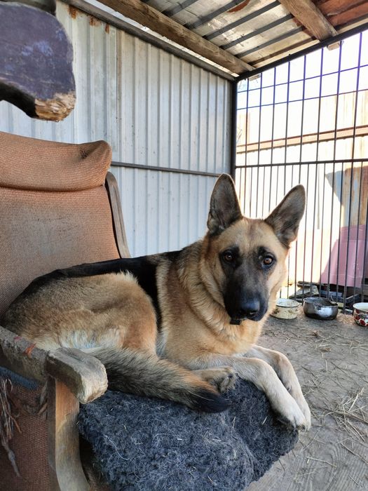 Німецька вівчарка