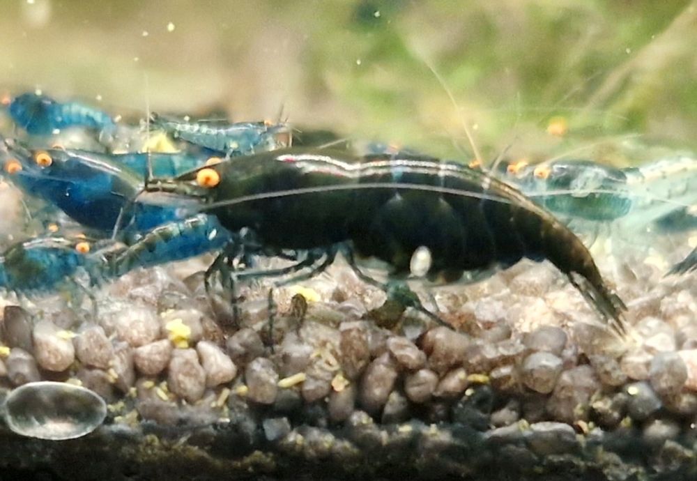 Krewetki Neocaridina Orange Eye Blue Dream
