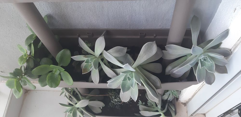 Vendo ou troco soculentas