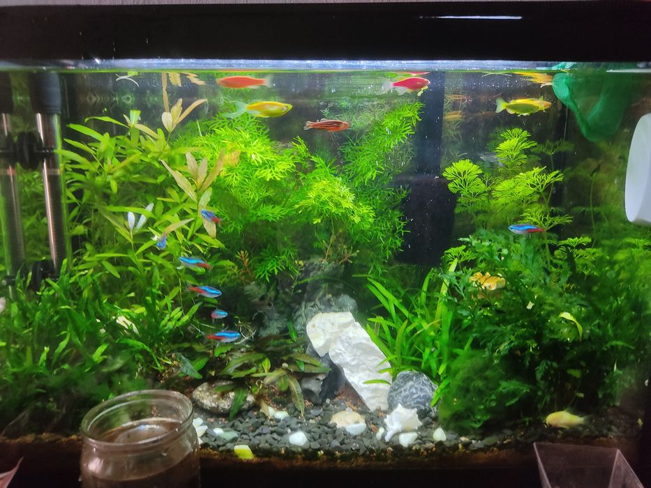 Акваріумні рослини