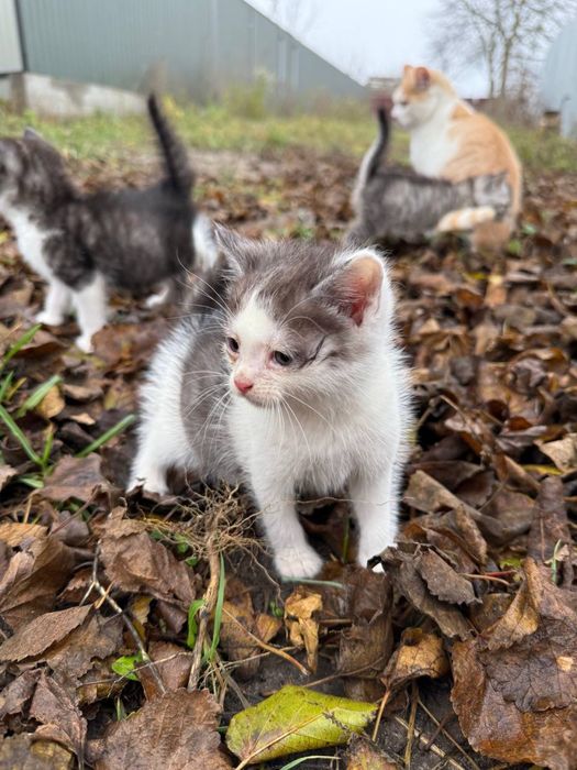 Котики безхатьки яких покинули