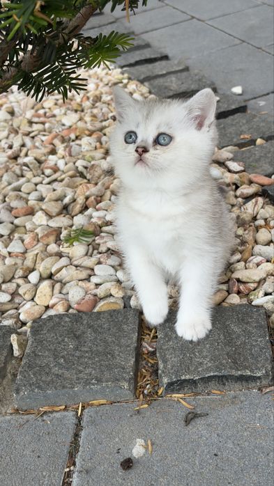 Котенята срібна шиншила/ британське кошиня / коти