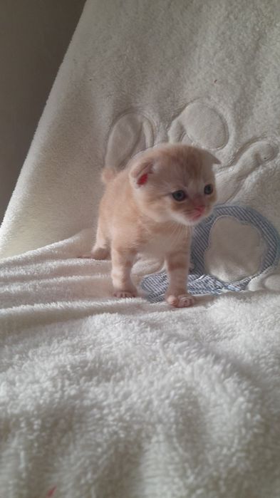 Кошенята вислоушки