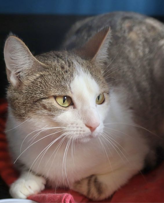 60 kotów do adopcji