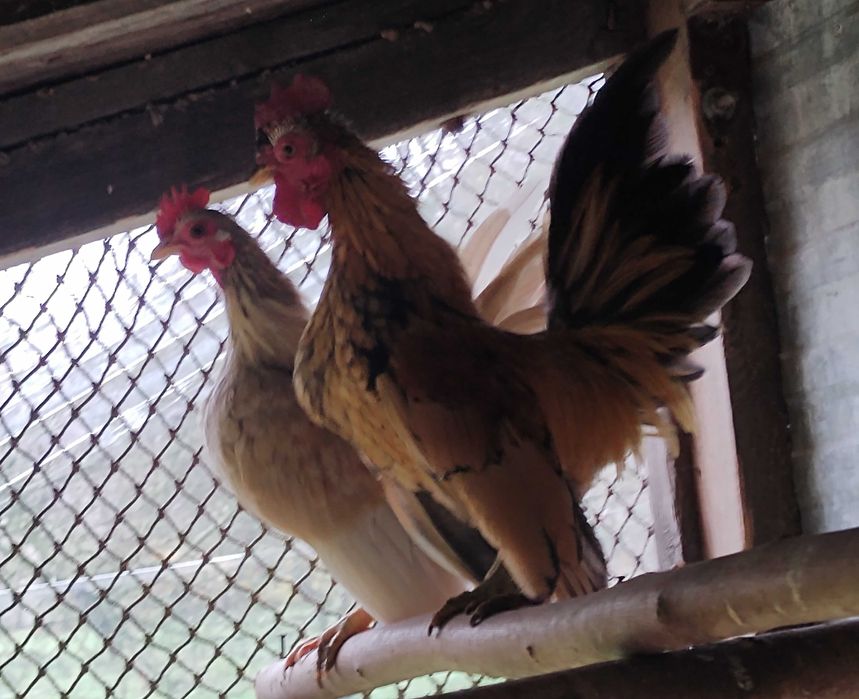 Serama koguty najmniejsza rasa