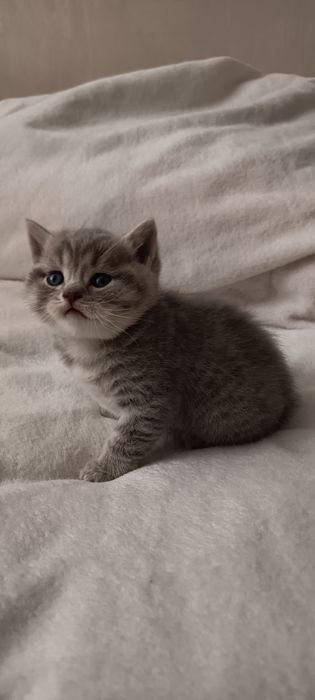 Шотландські кошенята