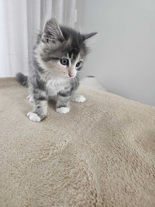 Adoção Responsável de Gatinhas Bebés