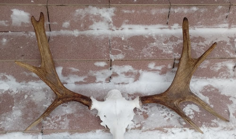 Poroże łosi, jeleni, mix, zrzuty, łopaty, 18,5 kg + 2 wieńce