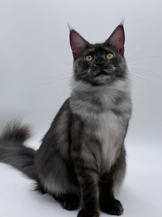 Мейн кун котенок девочка