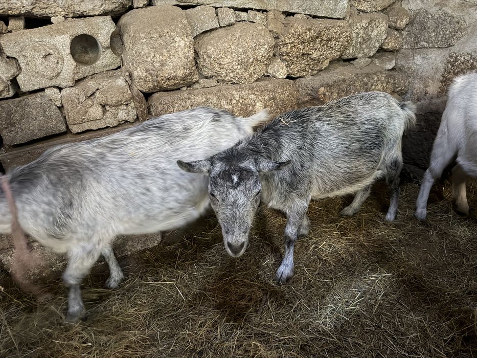 Cabras nao sao anas mas tambem nao sao grandes