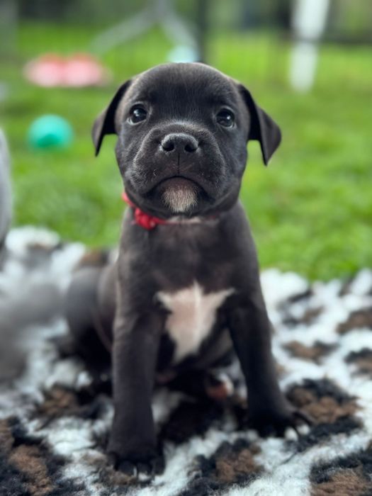 Staffordshire Bull Terrier