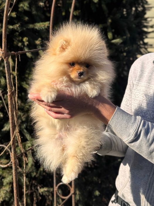 Шикарний Шпіц цуценя