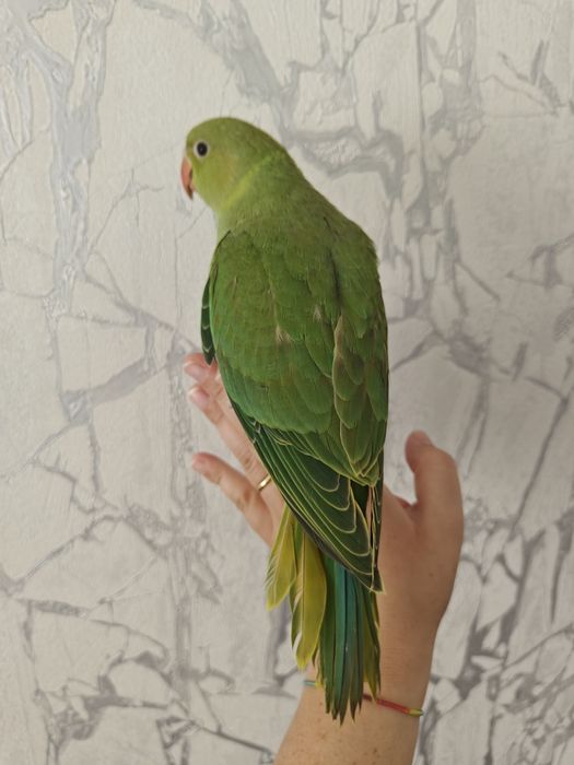 Ringnecks Domesticados