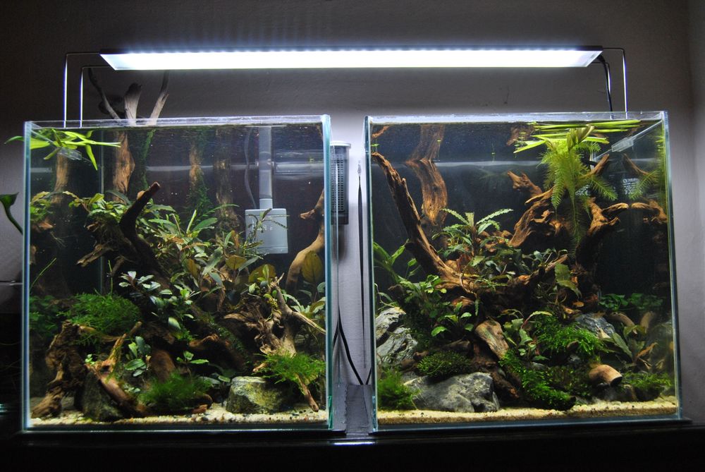 Bucephalandra 5 gatunków