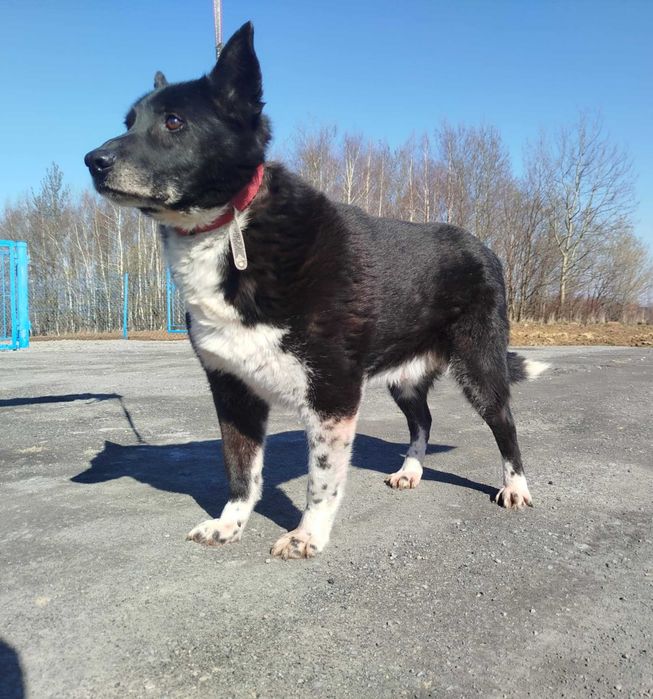 Potik - pies do adopcji