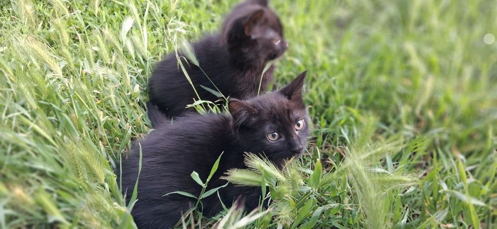 Отдам котят очень ласковые