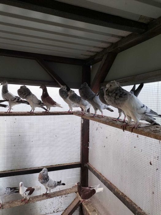 Sprzedam gołębie. W dobrych cenach .