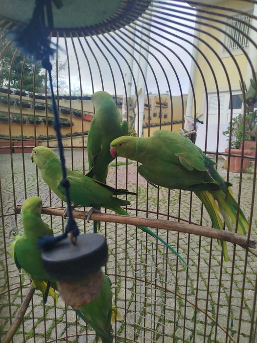 Ring Necks verdes 2024