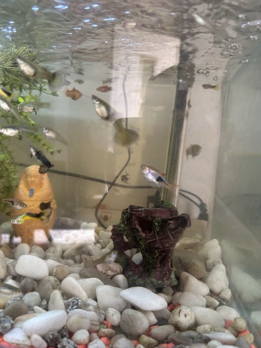 Guppy resistentes