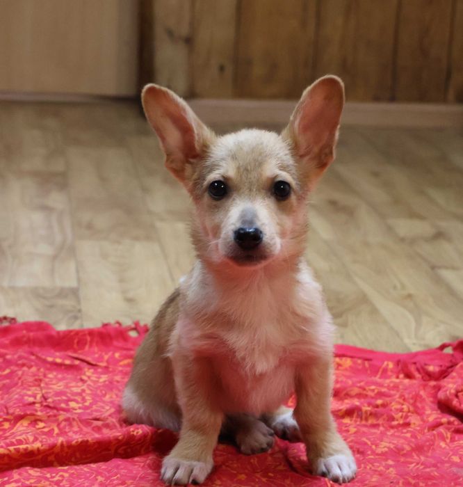 Хлопчик коргі 3.5 міс привитий двічі