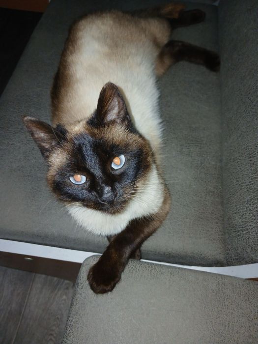 Віддам в хороші руки сіамську кицю