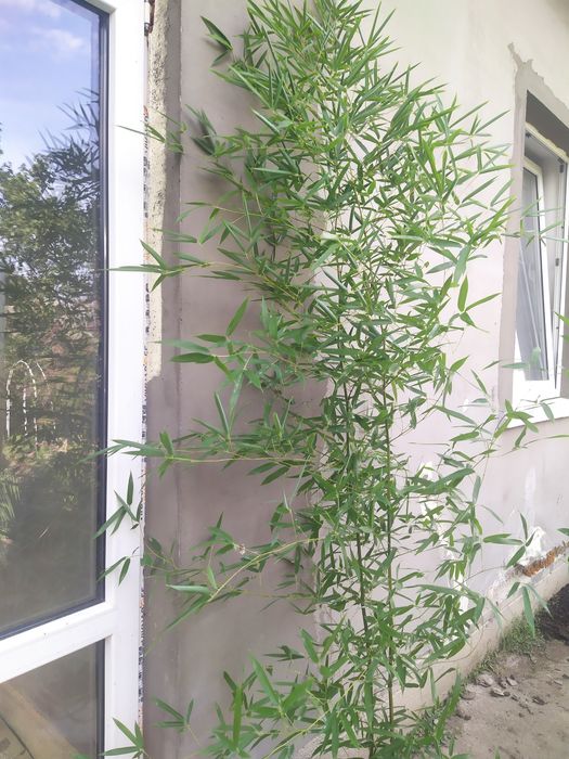 Вічнозелений бамбук, Фаргезія Мюрієлі