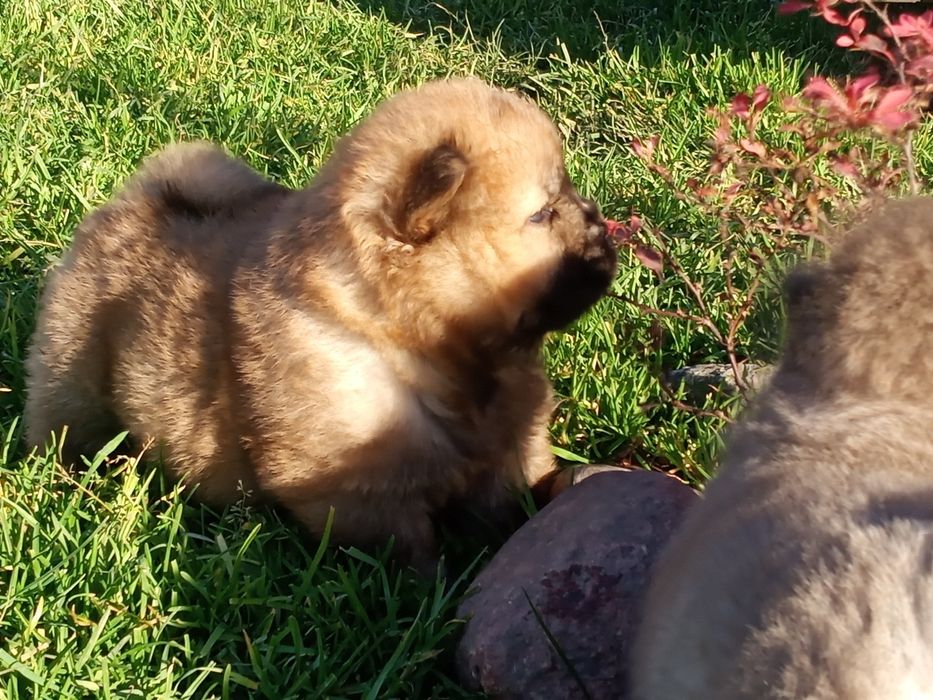 Chow Chow piesek Masked Red