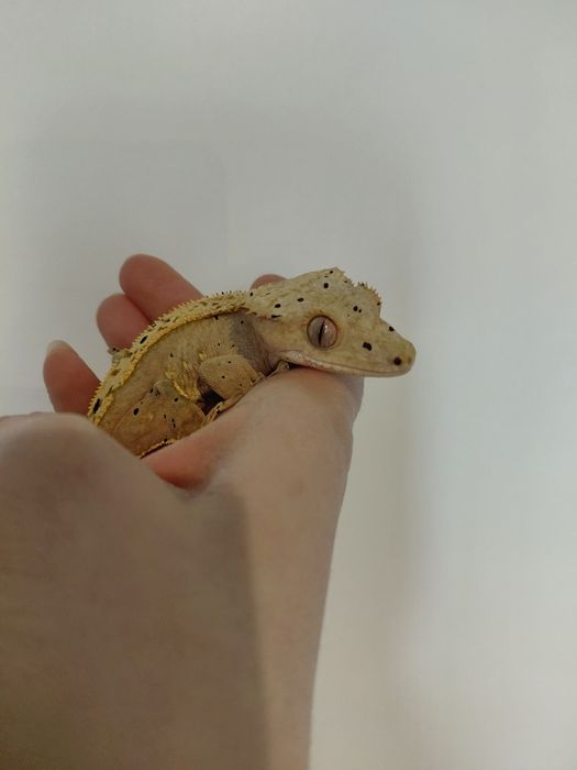 Gekon otrzęsiny Yellow Pinstripe Dalmatian samiec