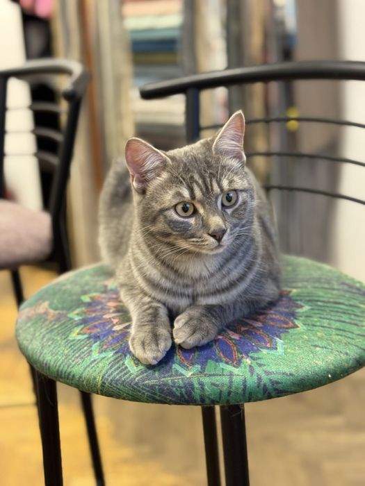 Стерилізовані,вакциновані,7 міс