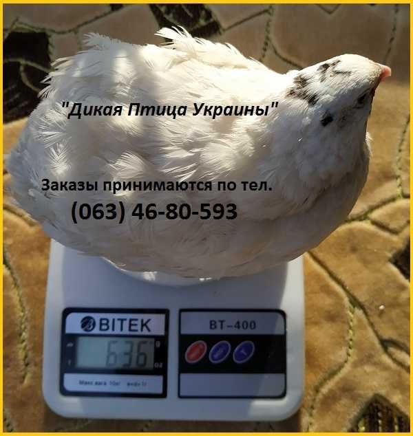 Яйца инкубационные перепела Белый Техасец - бройлер (щтат Texas A  M).