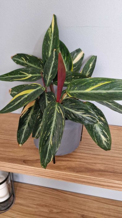 Kwiat doniczkowy kalatea