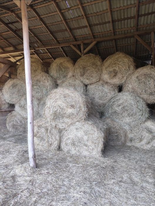 Siano 2025  baloty 120x120 transport