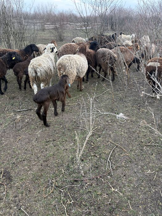Обміняю баранчиків на ярок курдючной породи!