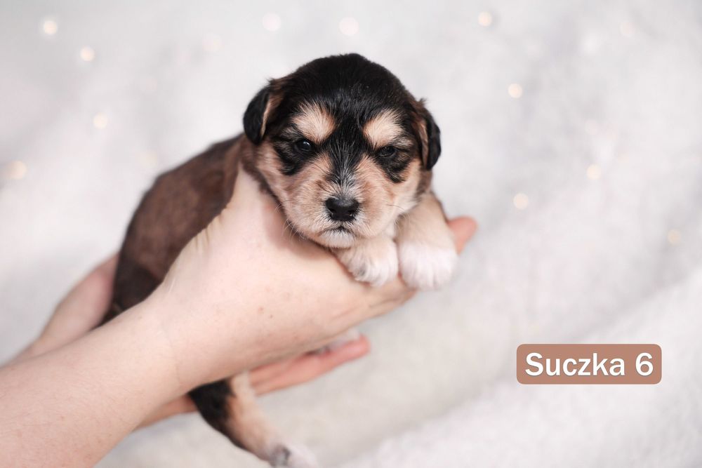 Szczeniaki do oddania w połowie stycznia