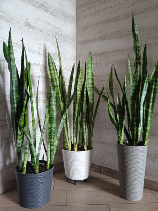 Вазон Сансеверія. Щучий хвіст. Тещин язик. Щучий хвост.Тьощин язик
