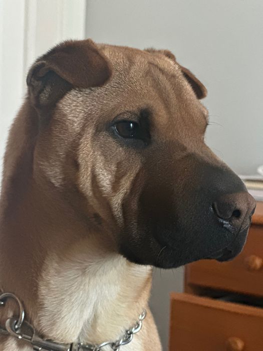 Sharpei para adoção