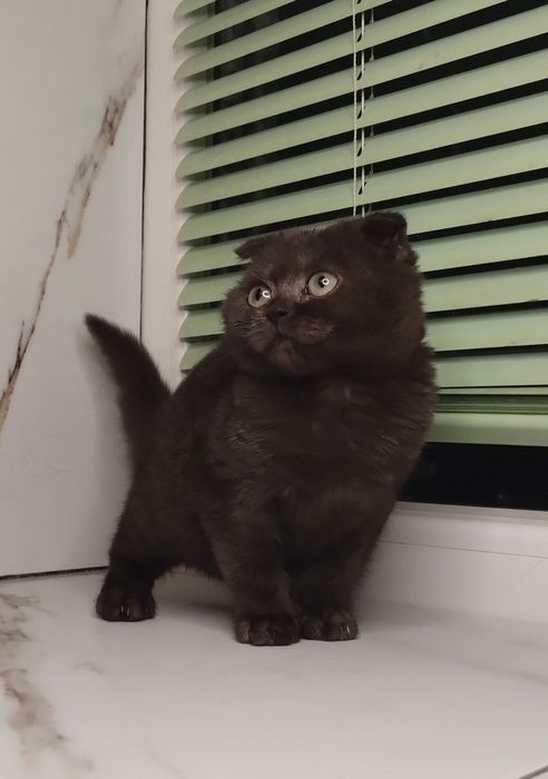 Чистокровна шотландська принцеса з ВАКЦИНАЦІЄЮ