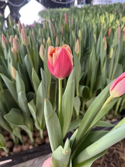 Тюльпаны к 8 марта, ОПТ розница ФОП