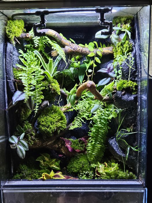 Terrarium tropikalne 40x40x60 gekon orzęsiony