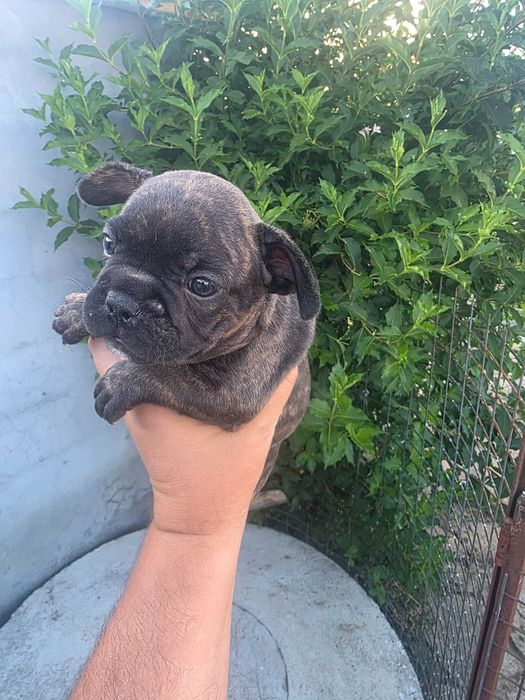 Bulldog frances tigrada femea