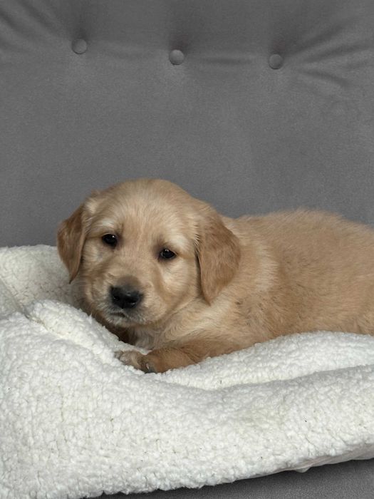 Pies Golden Retriever – złoty gotowy do odbioru