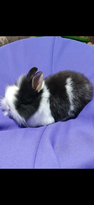 Декоративний карликовий кролик