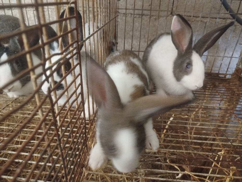 Coelhos caseiros