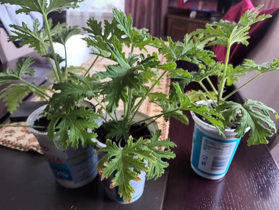 Anginowiec  geranium na ból ucha gardła katar, wysyłka olx