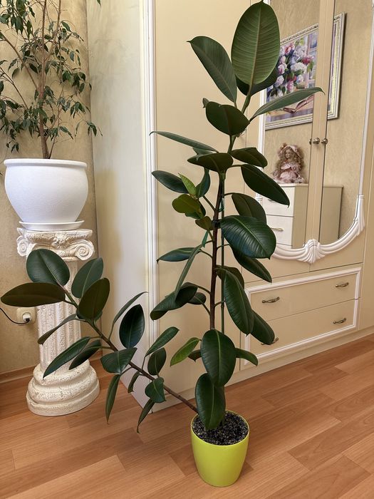 Вазоны для вашего дома