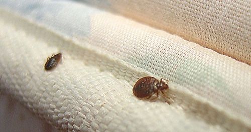 Especialista em percevejos de cama Bed-Bugs