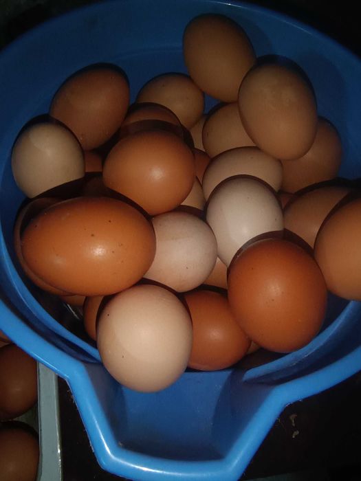 ovos caseiros para venda