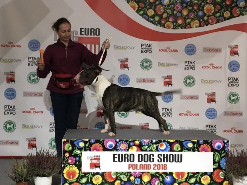 Цуценя Бультер`єра